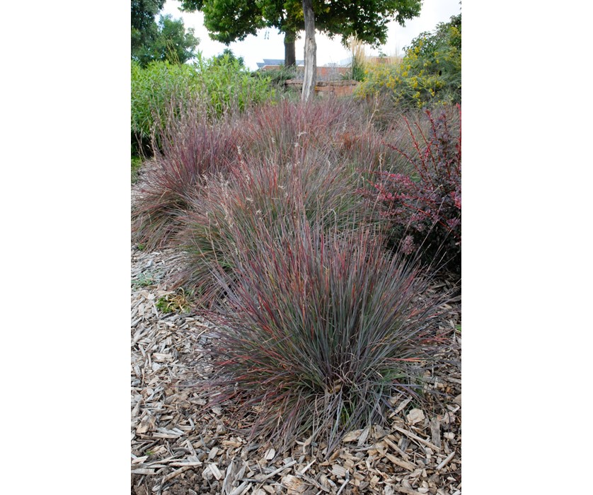 Blue Heaven Little Bluestem